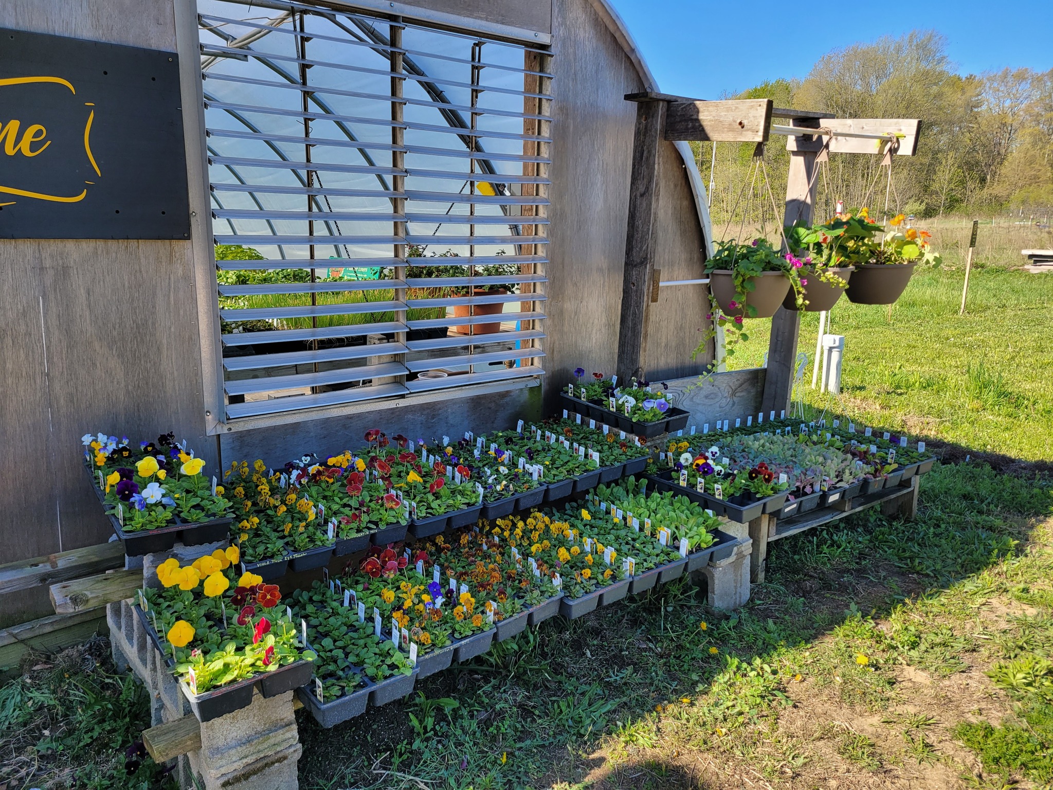Wiley Rooster Farm greenhouse