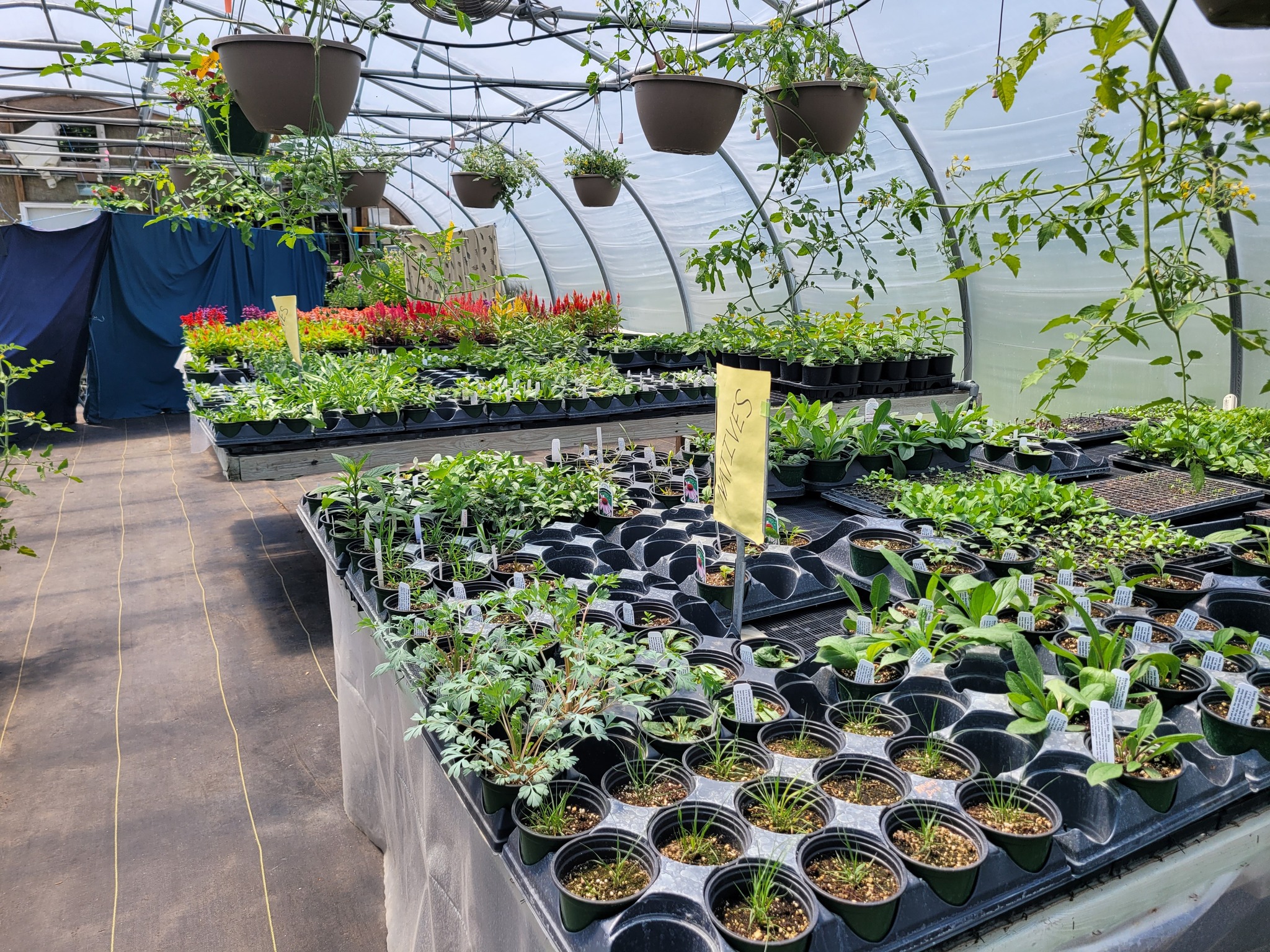 Greenhouse plants